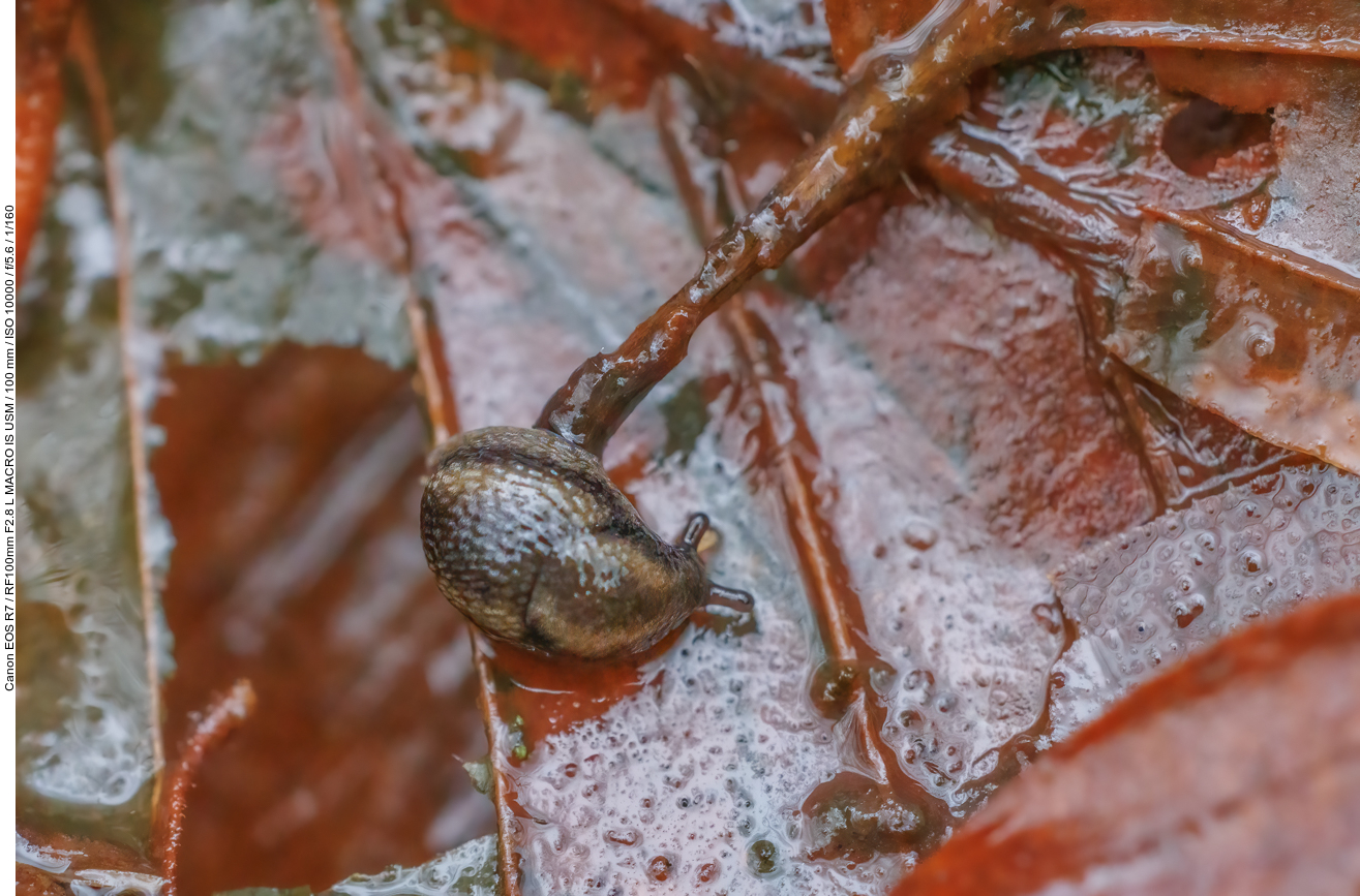 ... möglicherweise eine Gemeine Bernsteinschnecke [Succinea putris]