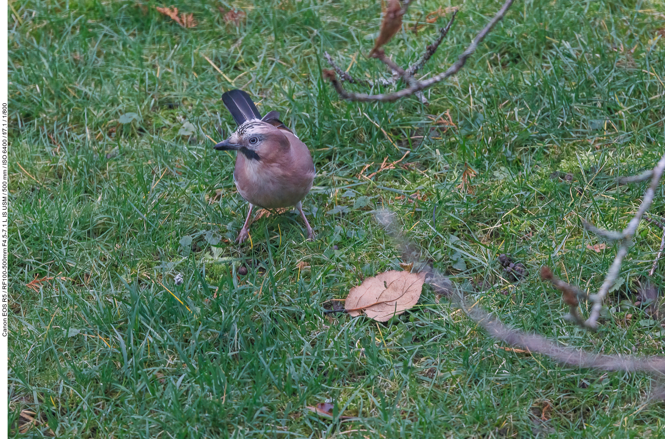 Eichelhäher [Garrulus glandarius] (durch eine Fensterscheibe fotografiert)