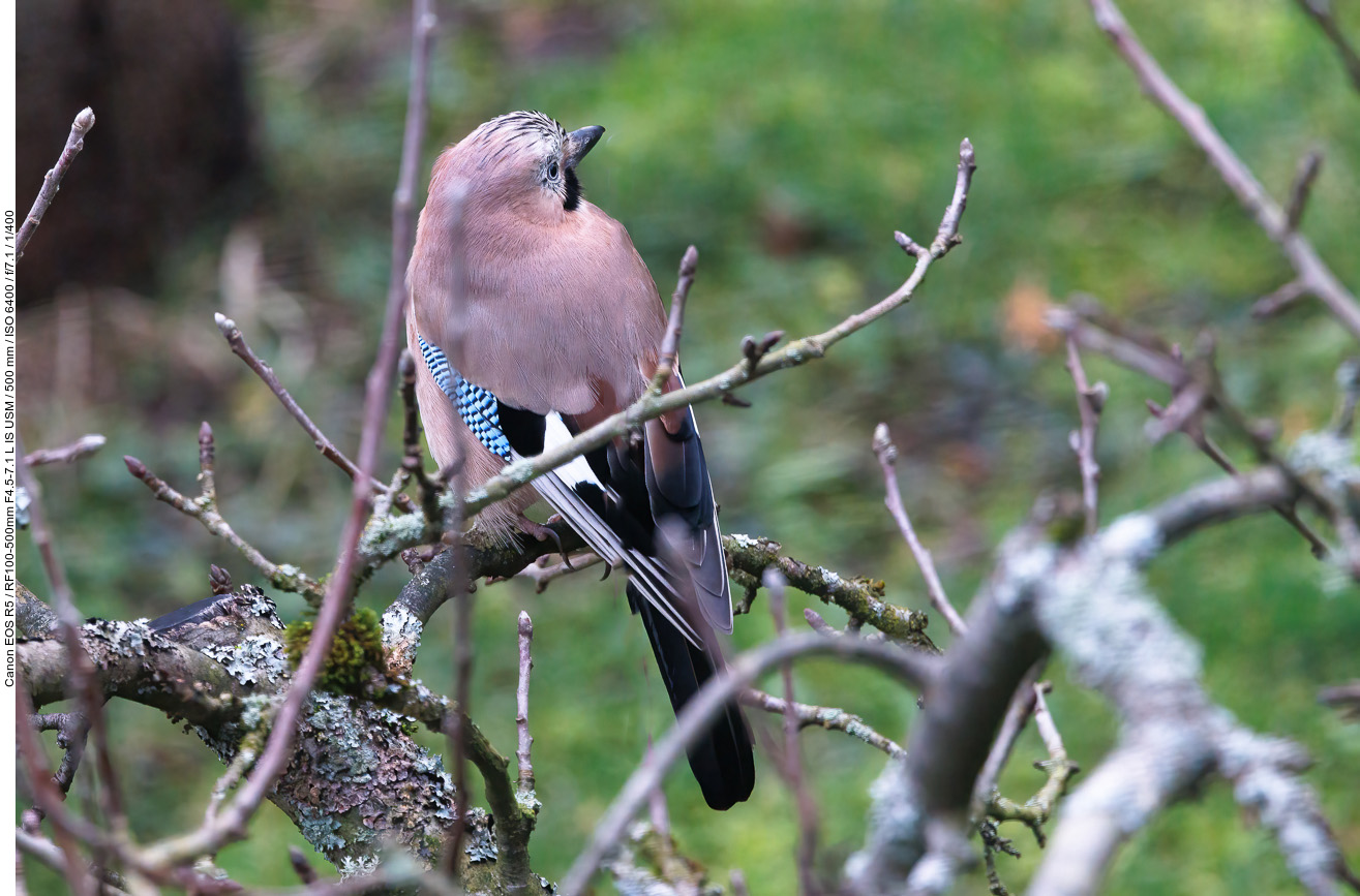 Eichelhäher [Garrulus glandarius] (durch eine Fensterscheibe fotografiert)