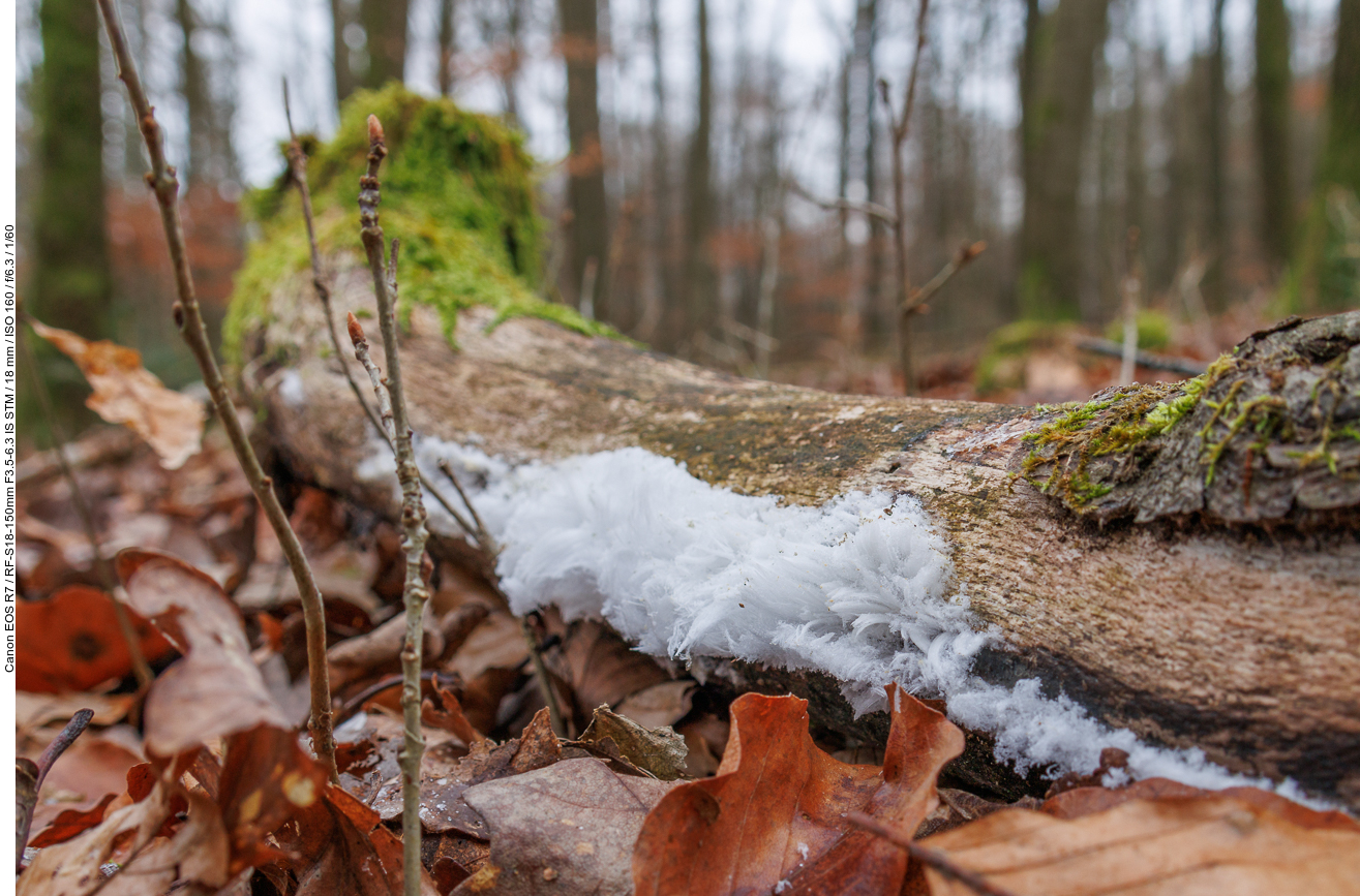 Haareis, manchmal auch Eiswolle genannt, besteht aus feinen Eisnadeln, die sich bei geeigneten Bedingungen auf morschem und feuchtem Totholz bilden können