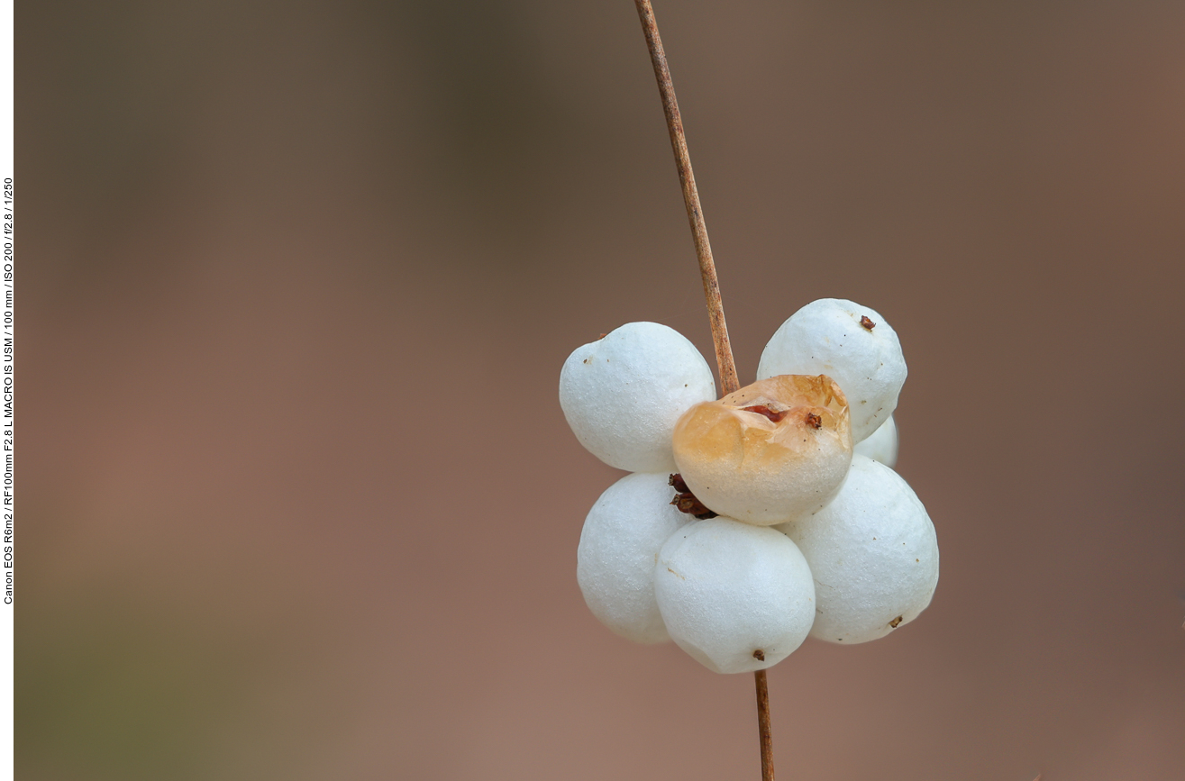 Gewöhnliche Schneebeere [Symphoricarpos albus]