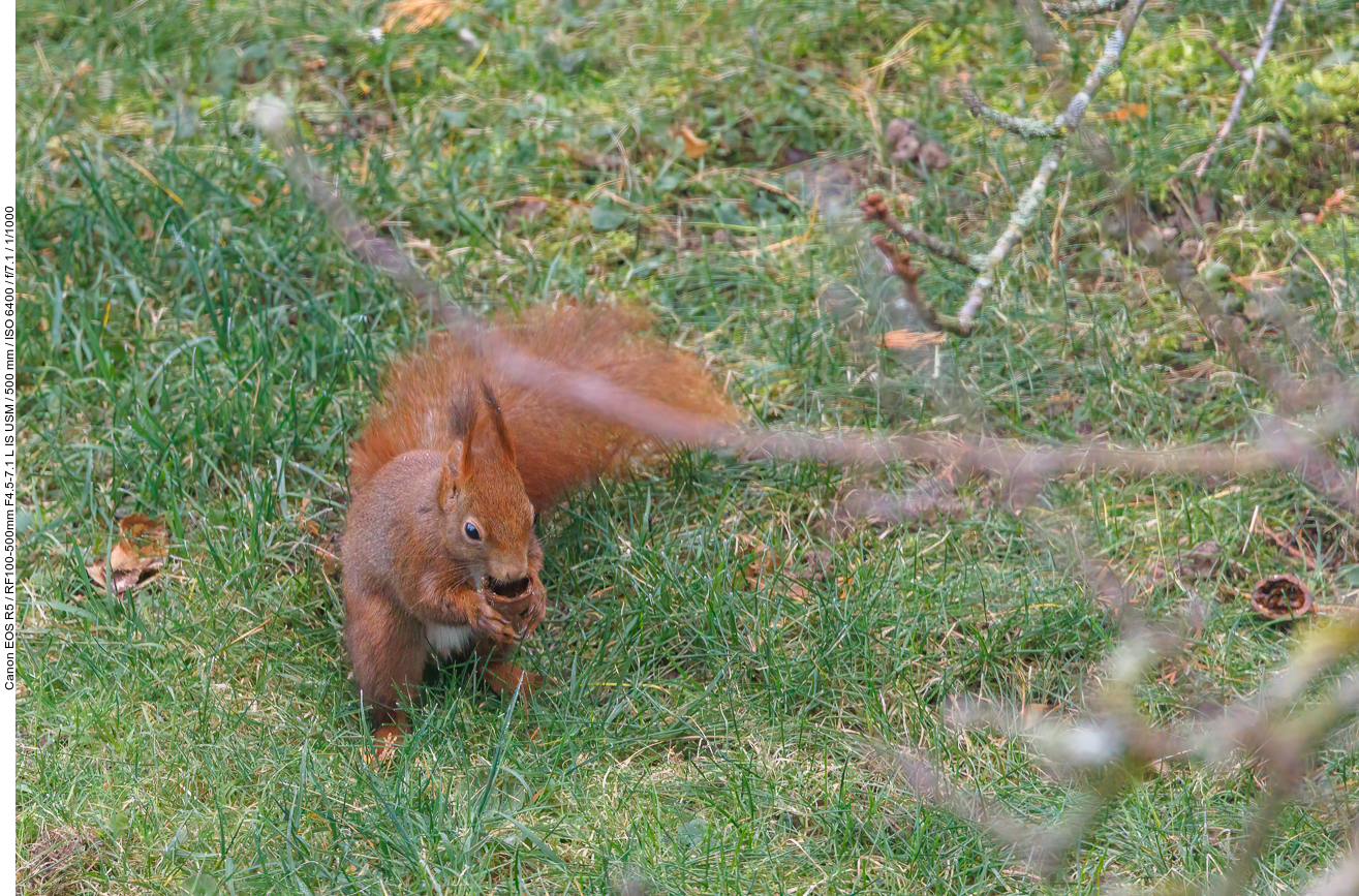 Eurasisches Eichhörnchen [Sciurus vulgaris] ...