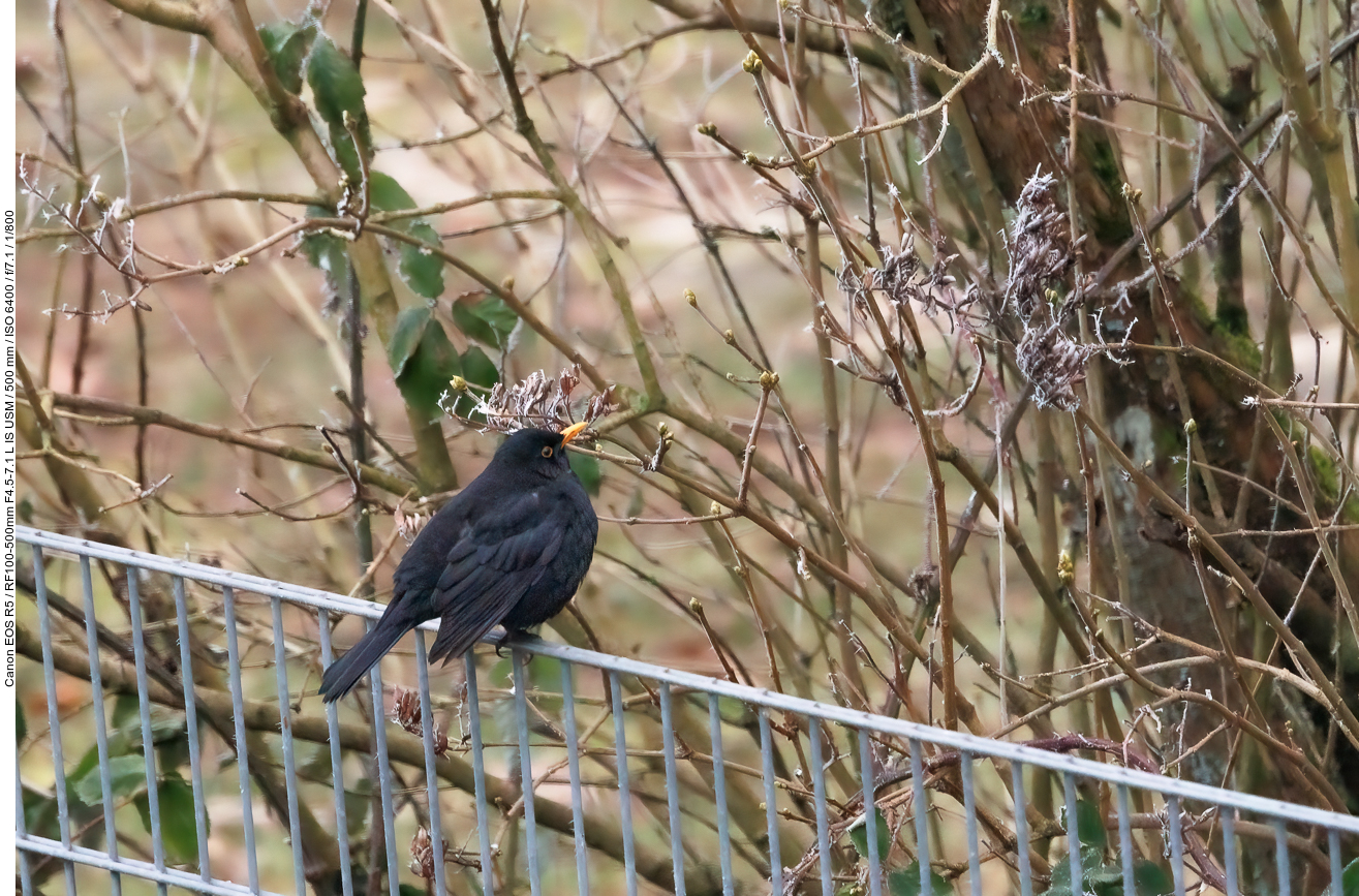 Amsel [Turdus merula] ...