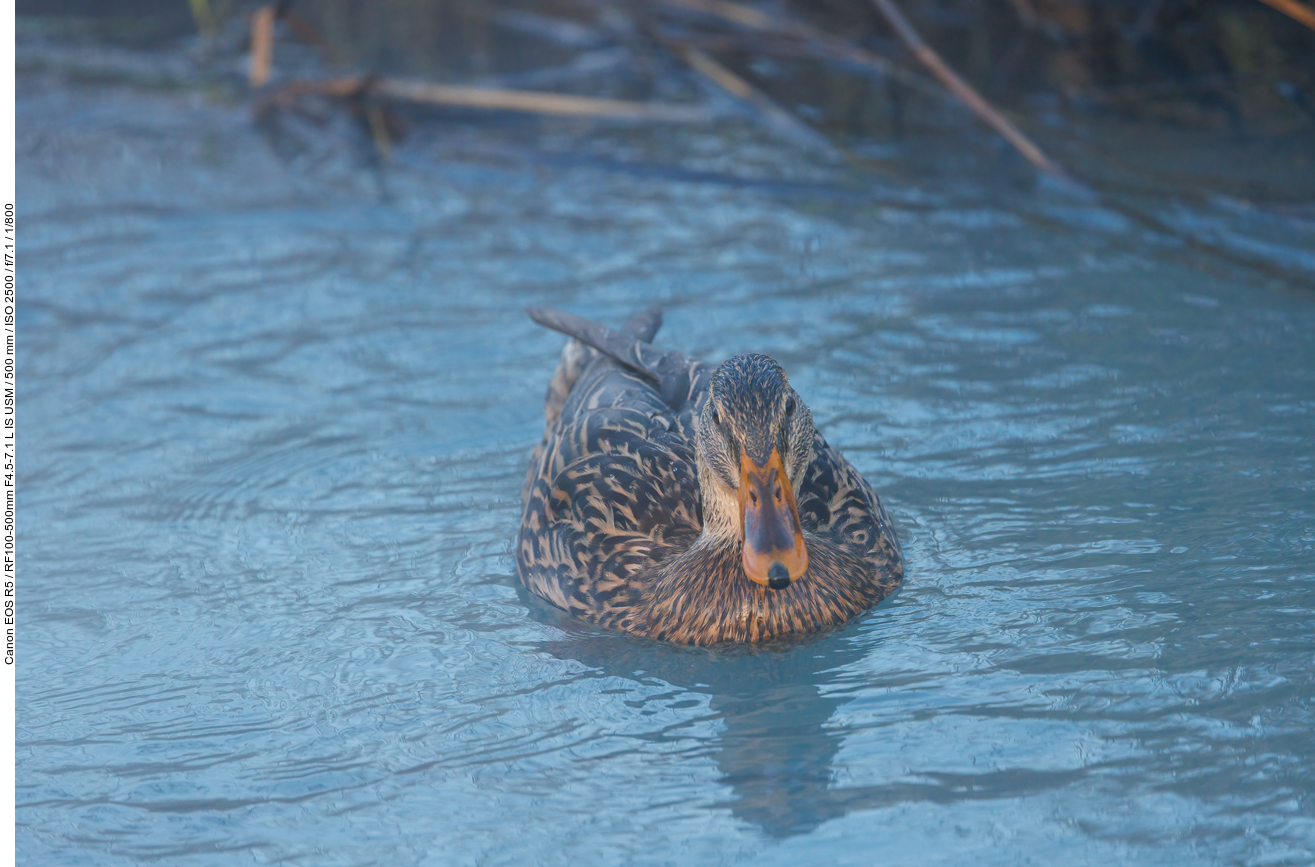 Stockente [Anas platyrhynchos]