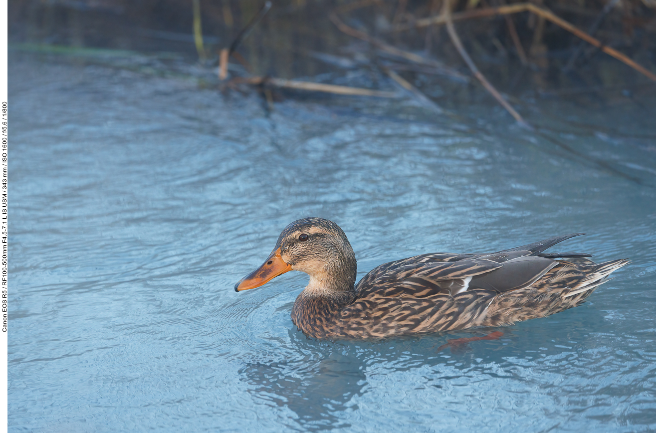 Stockente [Anas platyrhynchos]