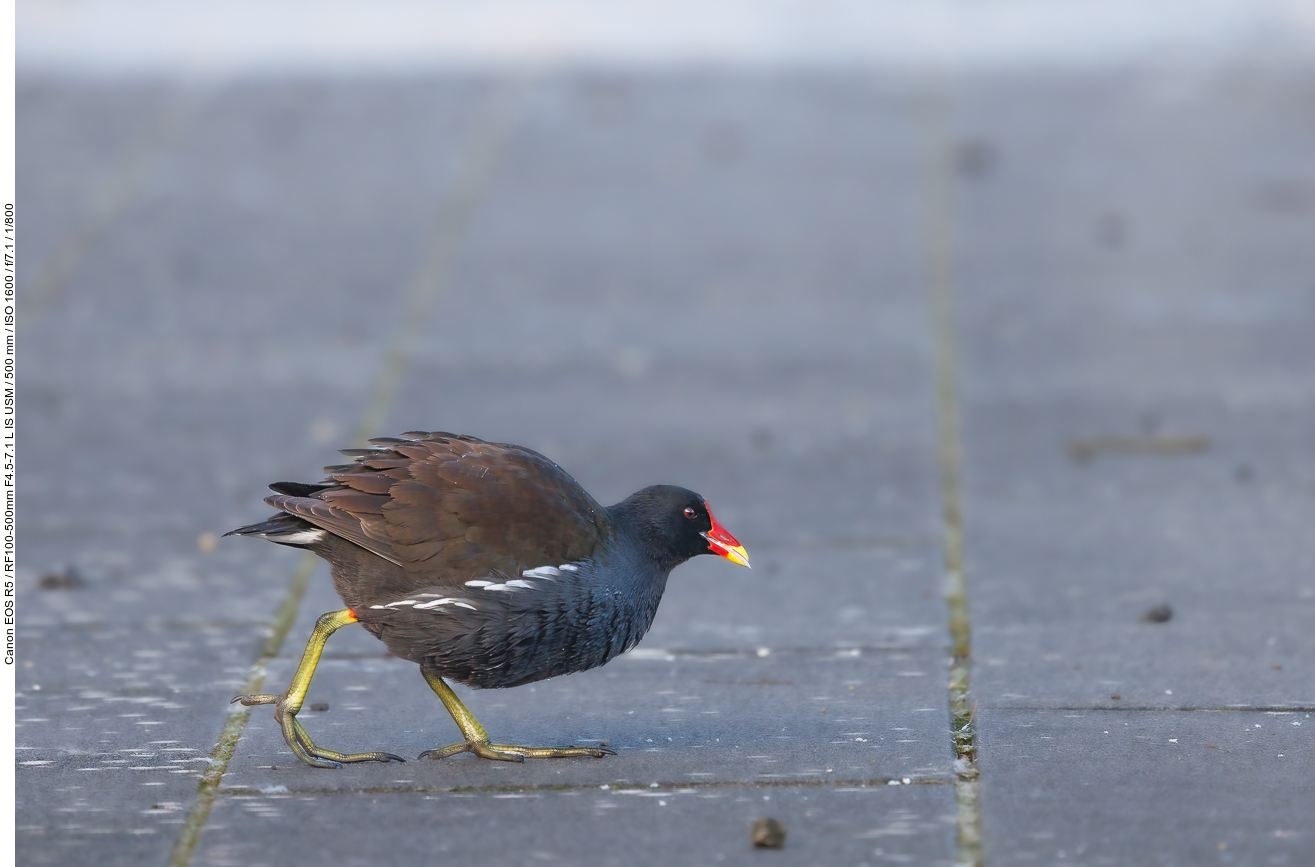 Teichhuhn [Gallinula chloropus], auch Teichralle genannt
