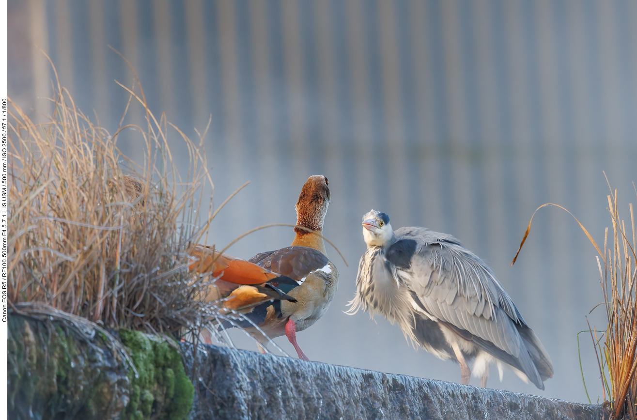 ... kommt ihm eine Nilgans zu nahe