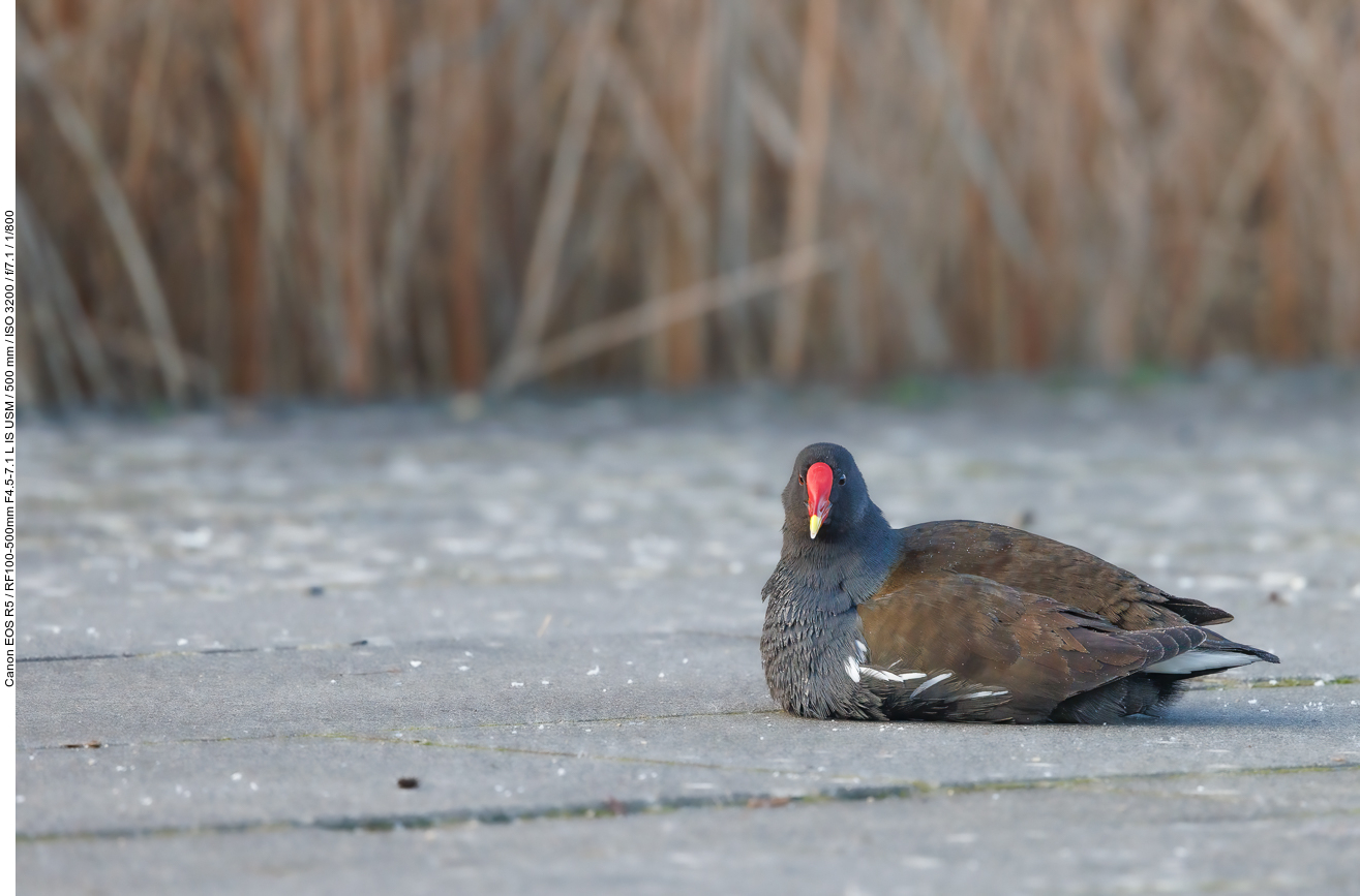 Teichhuhn [Gallinula chloropus], auch Teichralle genannt