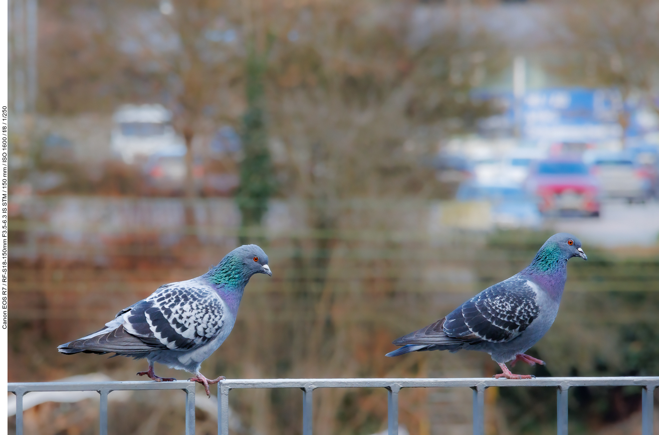 Die Stadttaube oder Straßentaube ist ein Vogel aus der Familie der Tauben [Columbidae]. Sie stammt wahrscheinlich großteils von verwilderten Haus- und Brieftauben ab, die aus der Felsentaube [Columba livia] gezüchtet wurden, die Herkunft der Straßentauben ist aber nicht restlos geklärt.