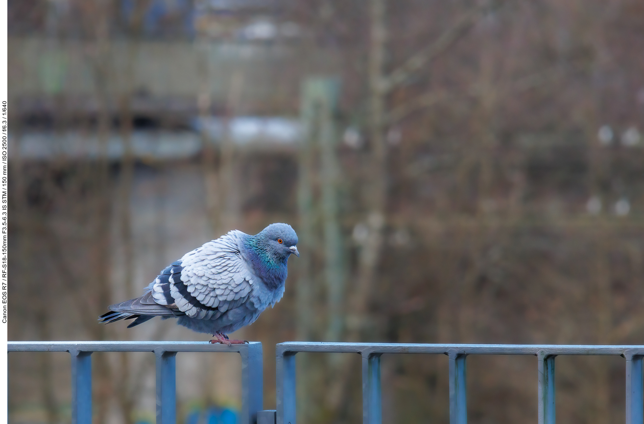 Teichhuhn [Gallinula chloropus], auch Teichralle genannt