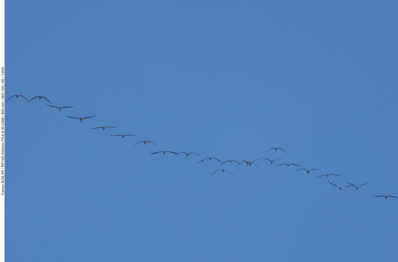 Kraniche im Überflug