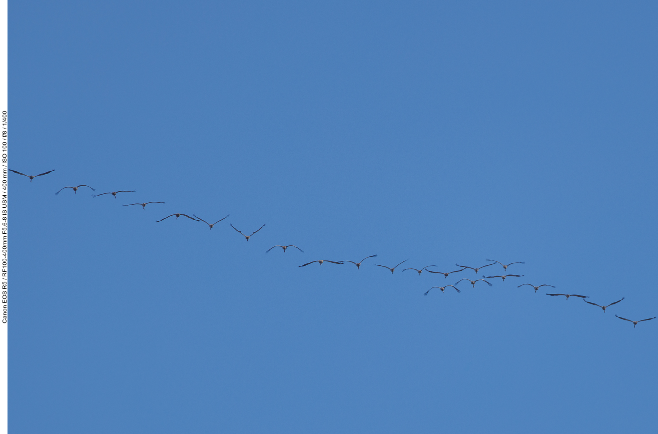 Kraniche im Überflug