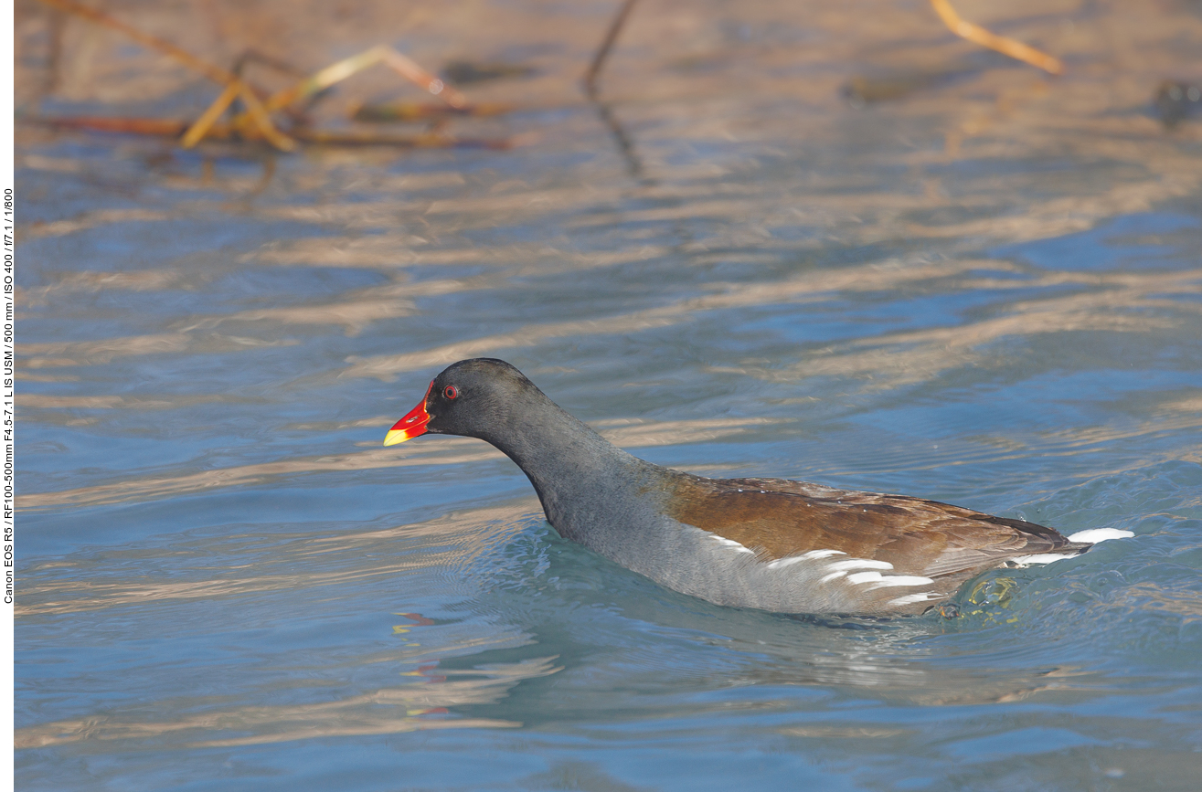 Teichralle [Gallinula cloropus]