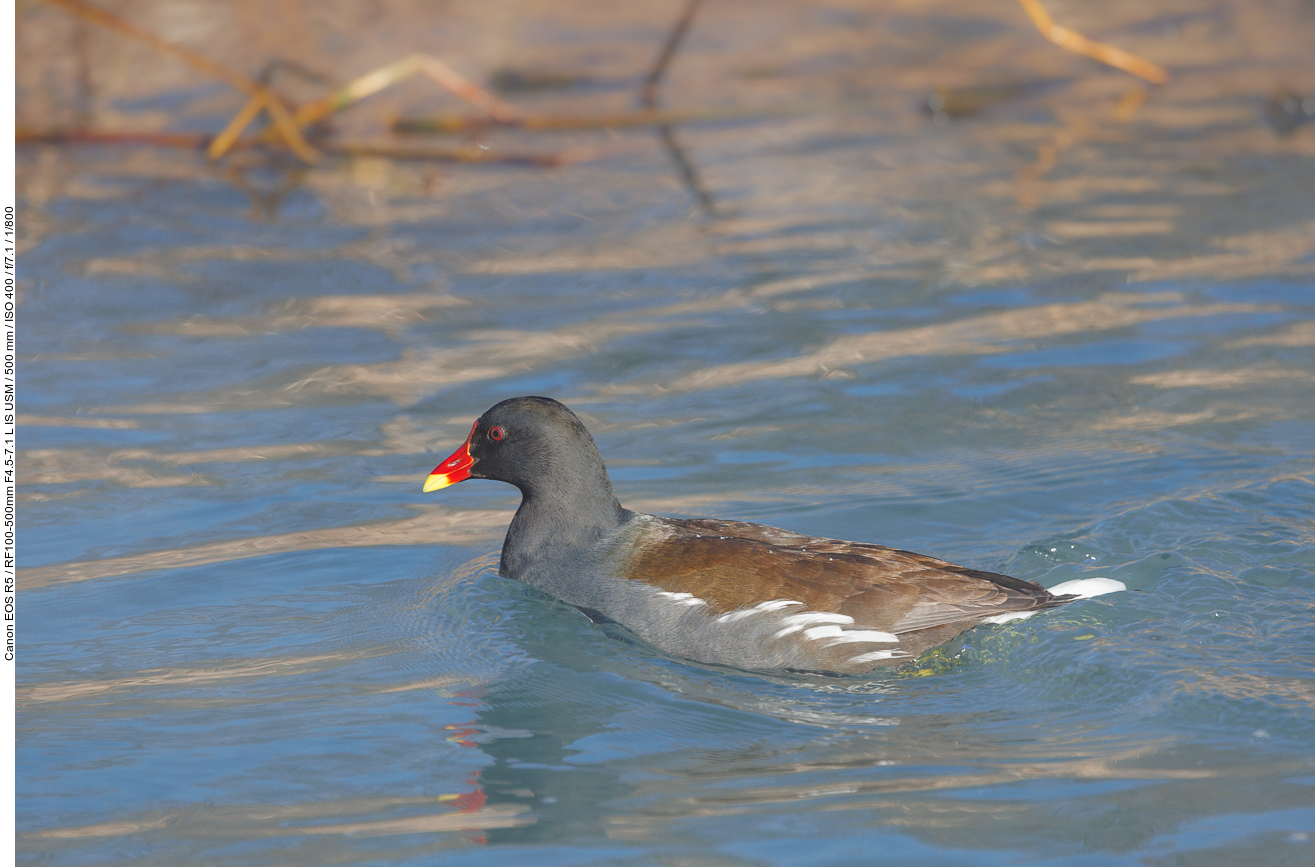 Teichralle [Gallinula cloropus]