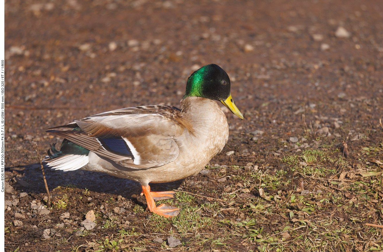 Stockente (Erpel) [Anas platyrhynchos]