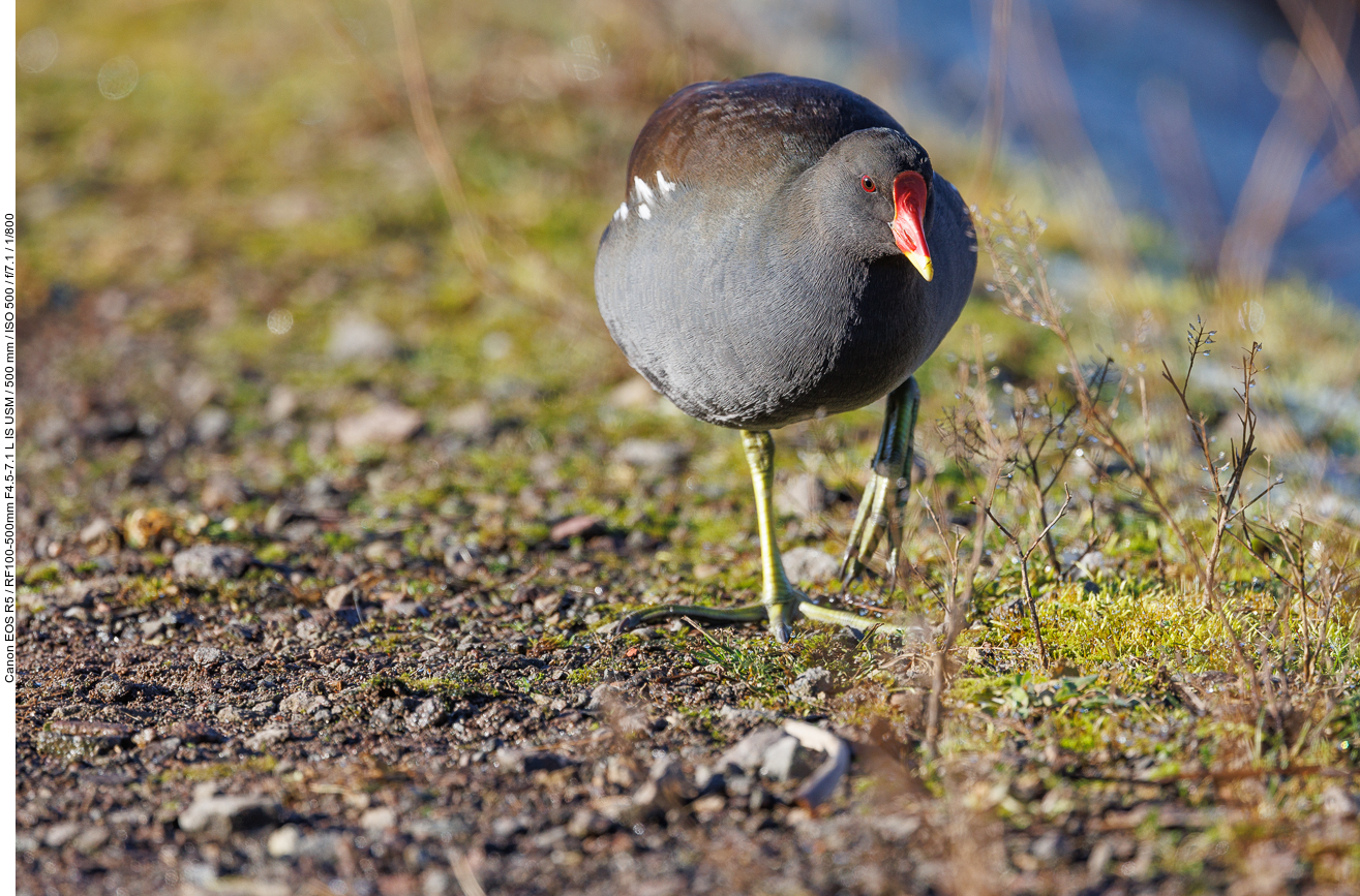 Teichralle [Gallinula cloropus]