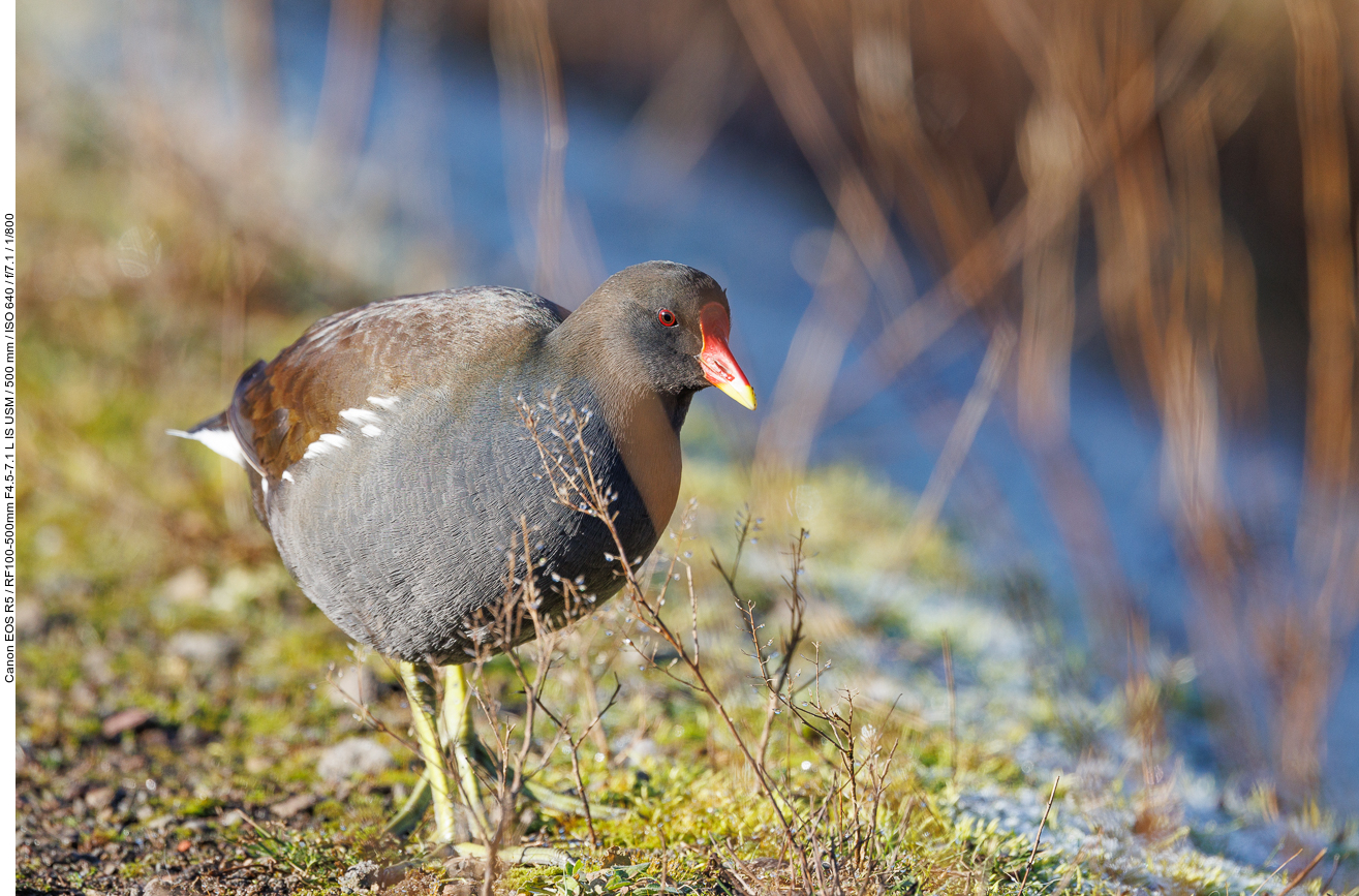 Teichralle [Gallinula cloropus]