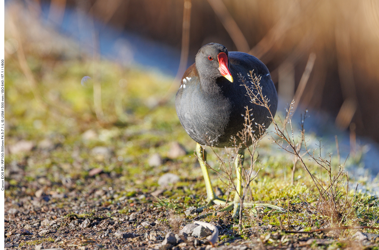 Teichralle [Gallinula cloropus]