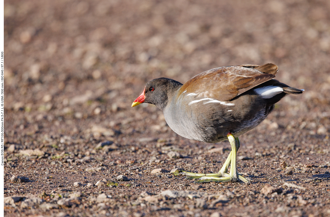 Teichralle [Gallinula cloropus]