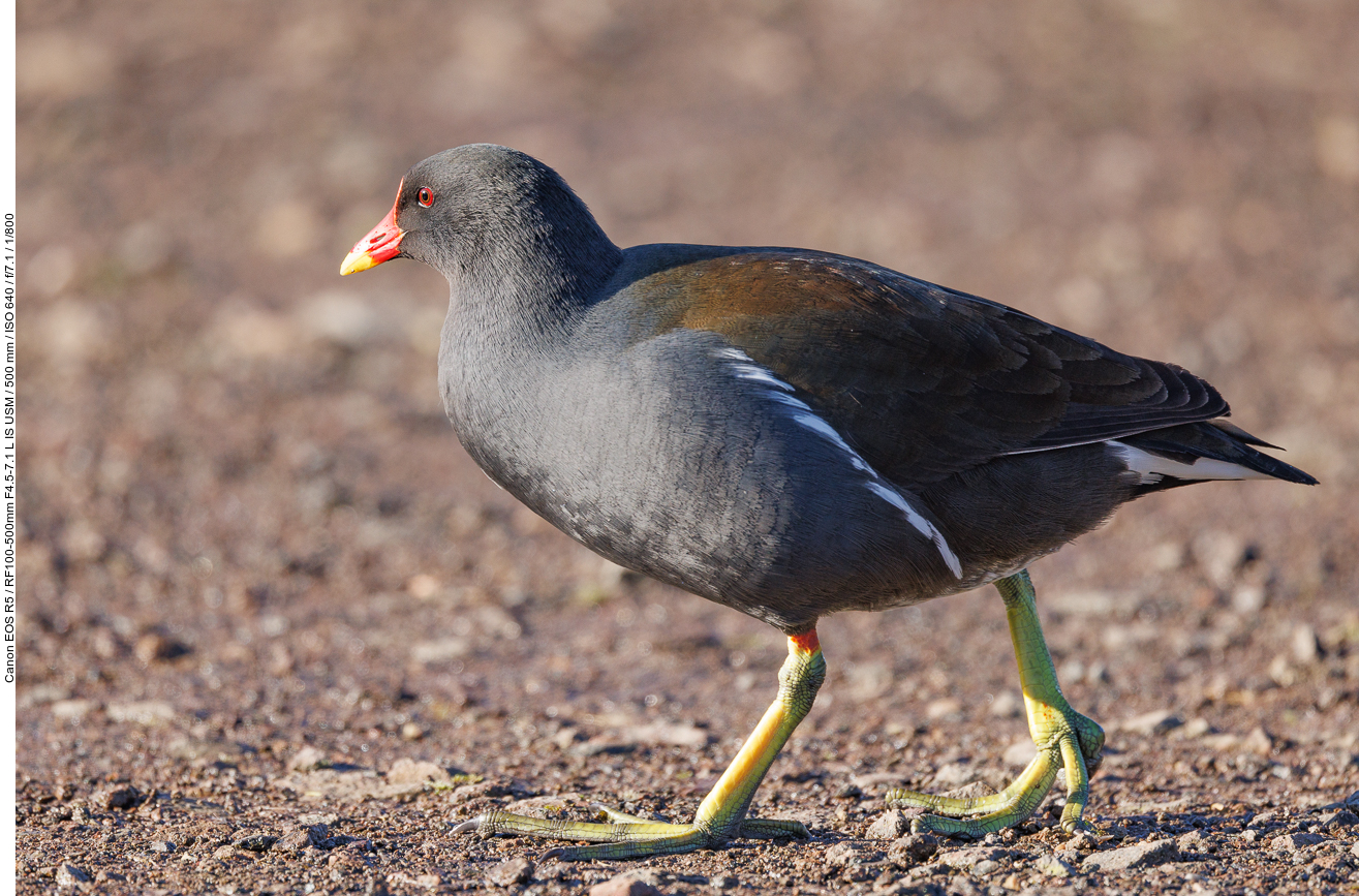 Teichralle [Gallinula cloropus]