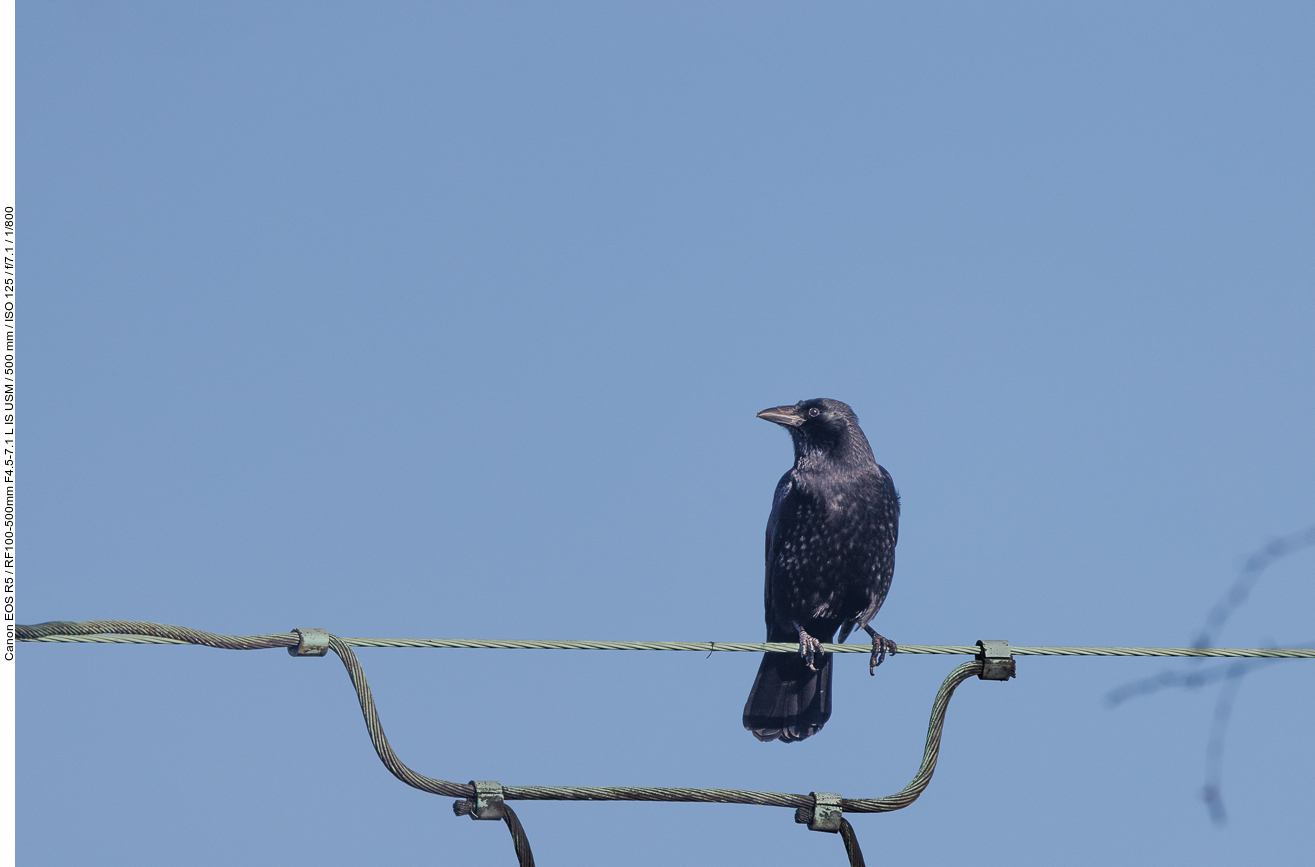 Kolkrabe [Corvus corax]