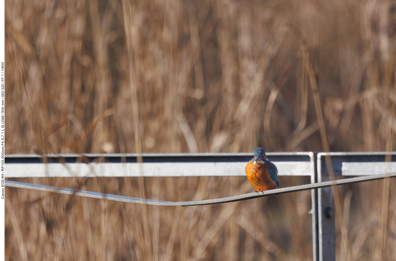 Eisvogel [Alcedo atthis] ...