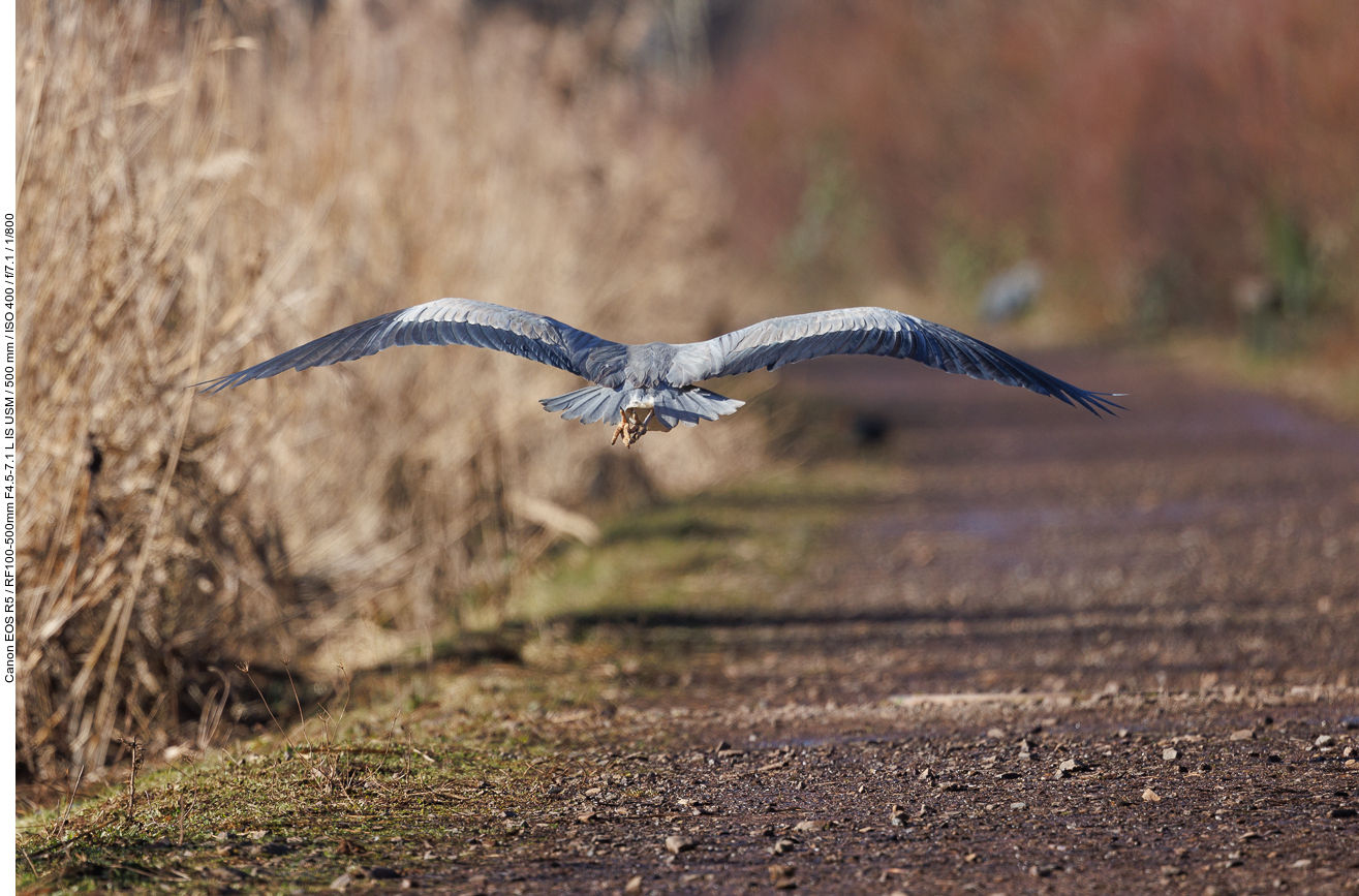 Graureiher [Ardea cinerea] von hinten ...