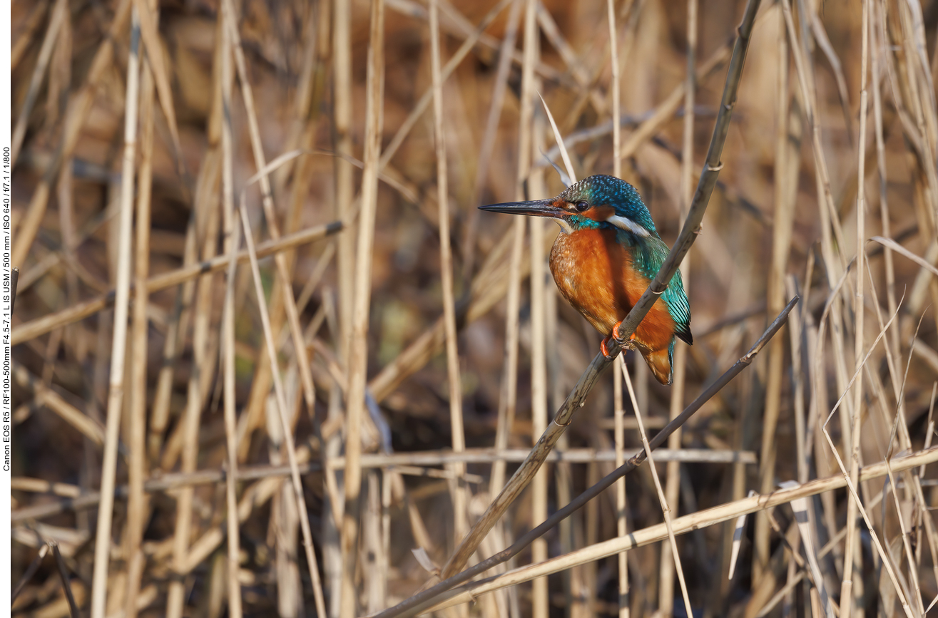 Eisvogel [Alcedo atthis]