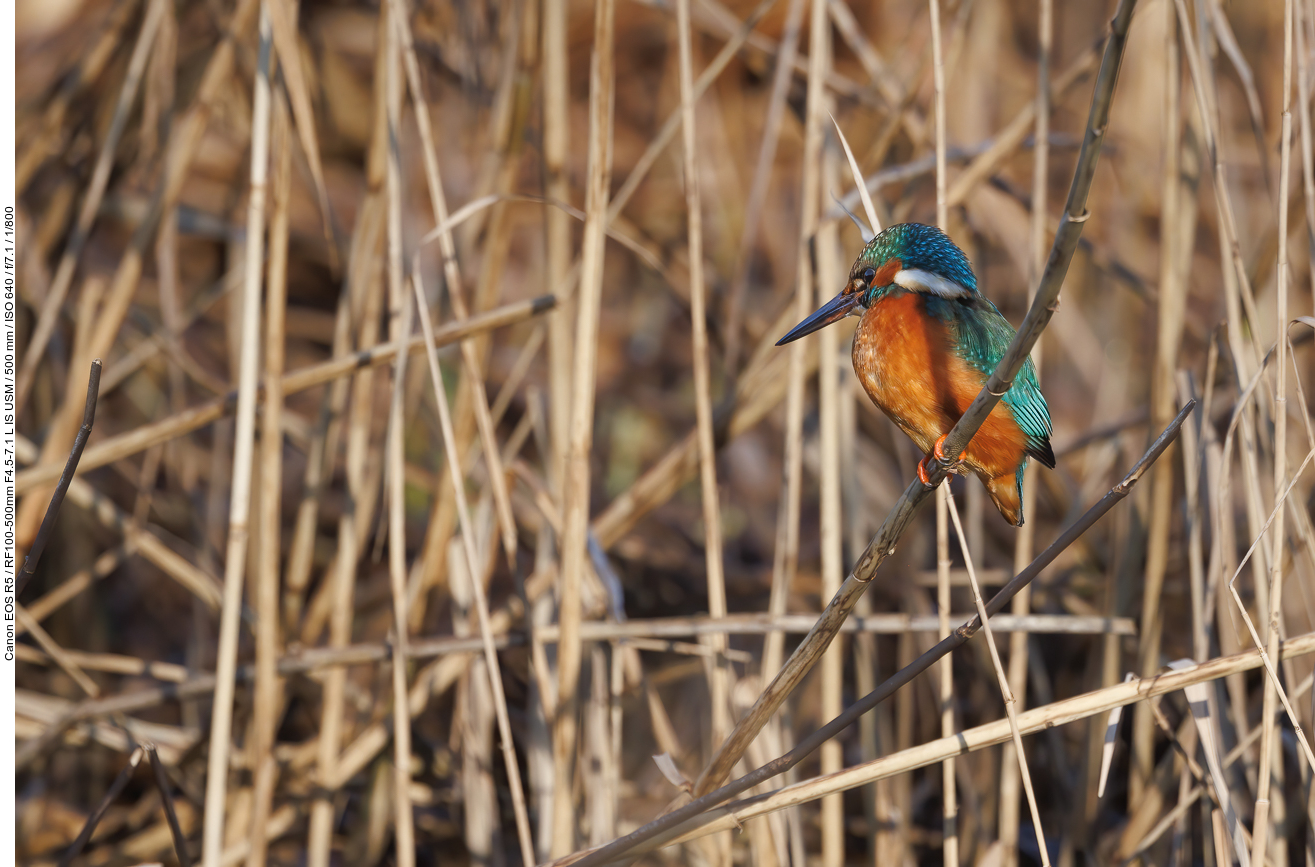 Eisvogel [Alcedo atthis]