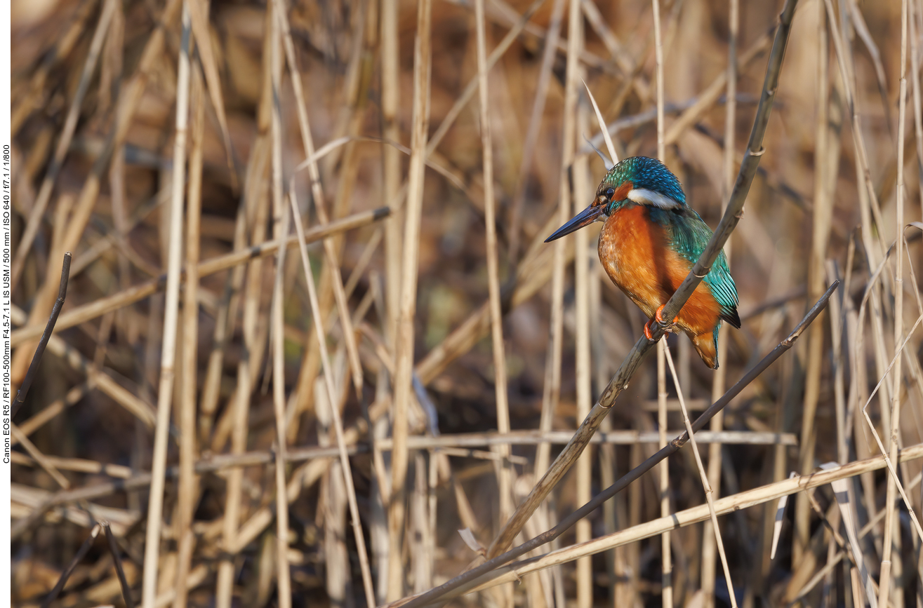 Eisvogel [Alcedo atthis]