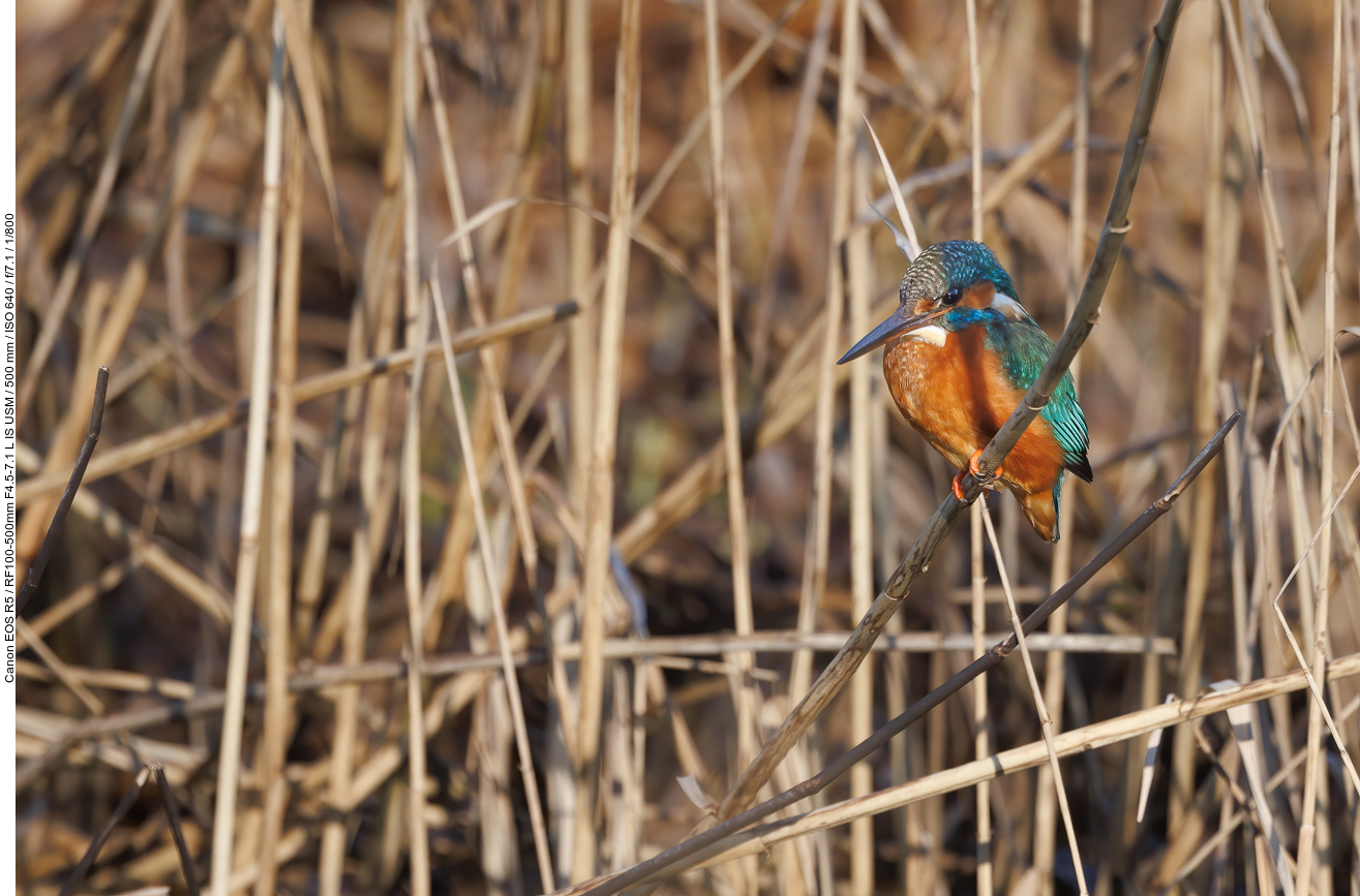 Eisvogel [Alcedo atthis]