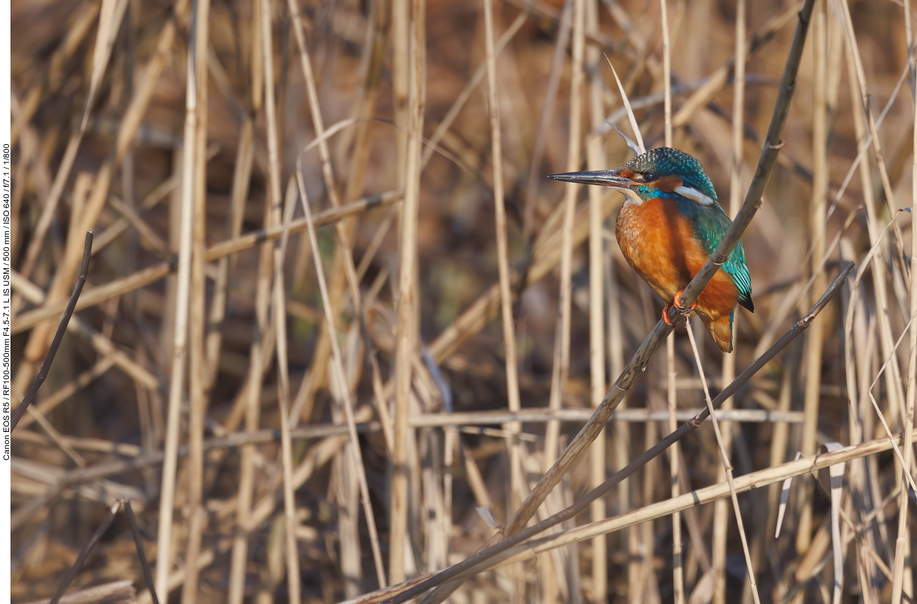 Eisvogel [Alcedo atthis]