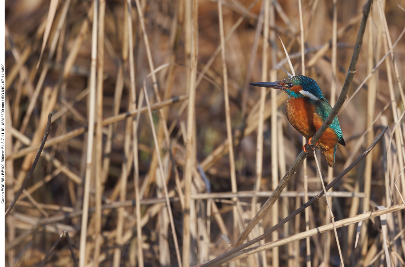 Eisvogel [Alcedo atthis]