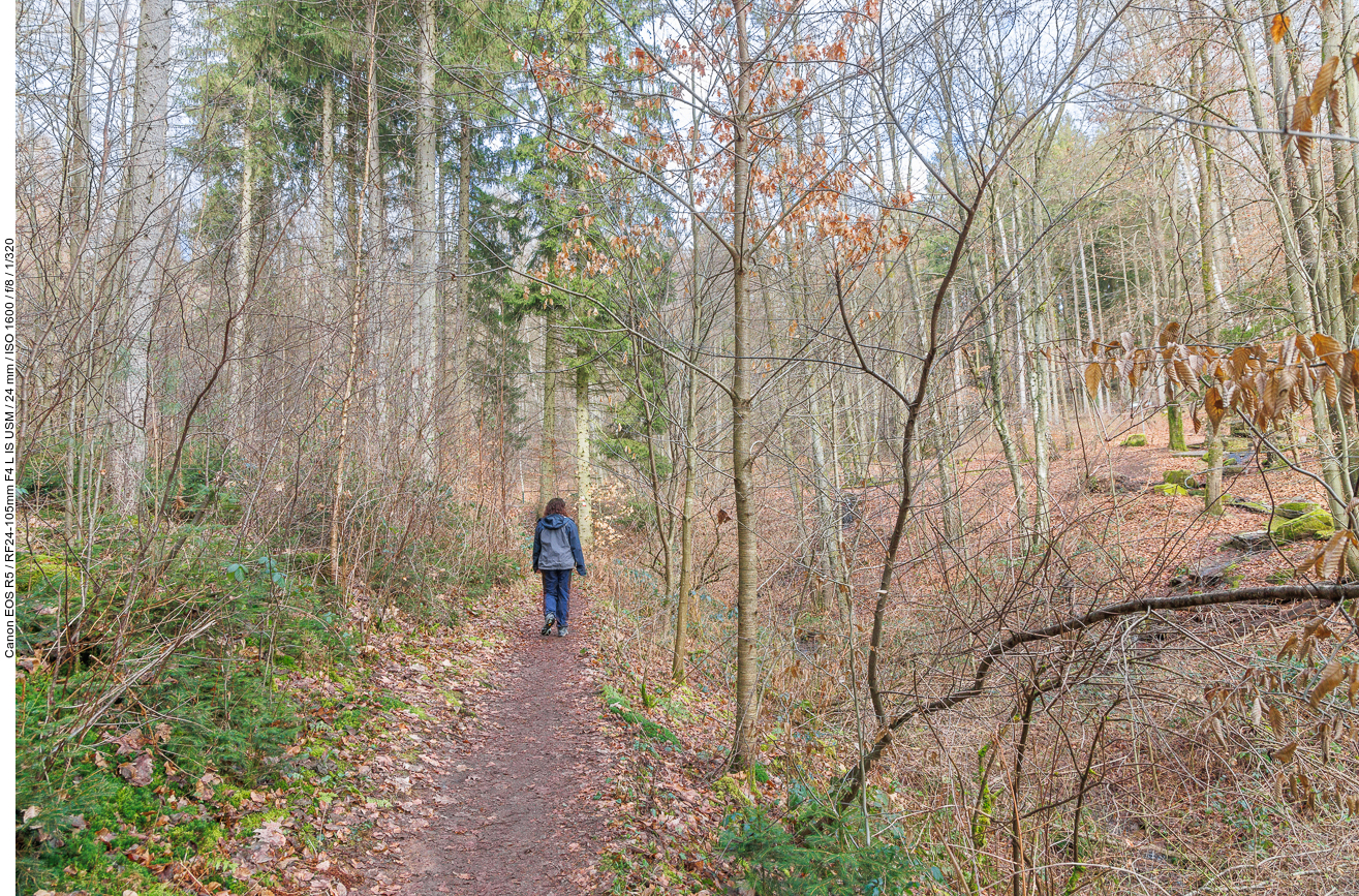 Pfad durch den Wald
