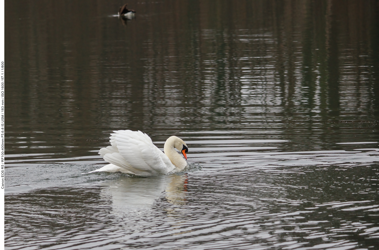 Höckerschwan [Cygnus olor]