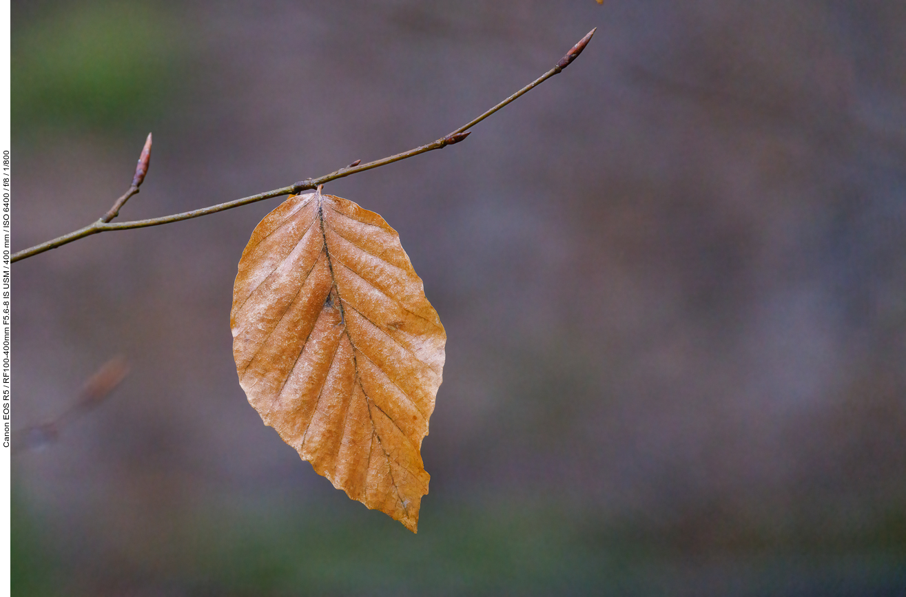 Buchenblatt