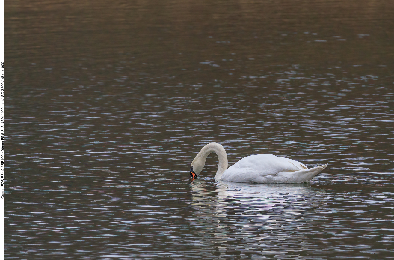 Höckerschwan