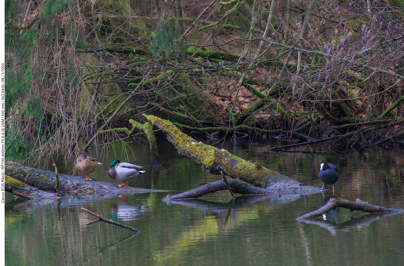 Stockenten und Blässhuhn