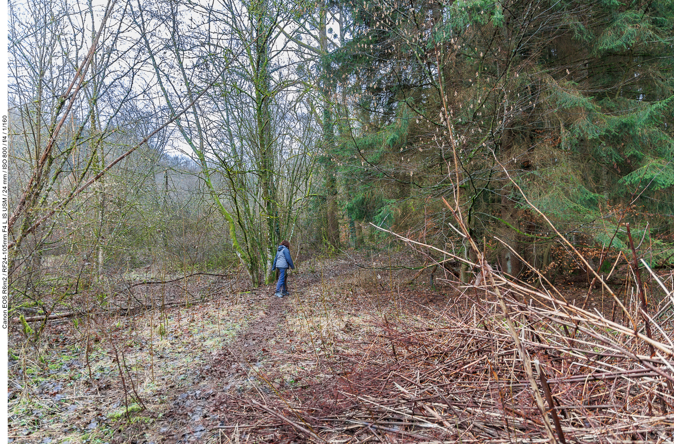 Matschiger Pfad durch den Wald