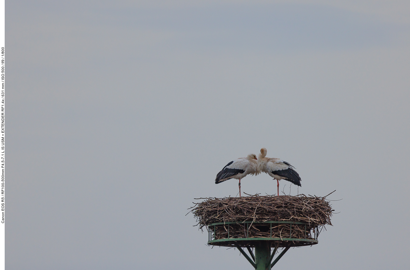 Storchenpaar auf Nest #1