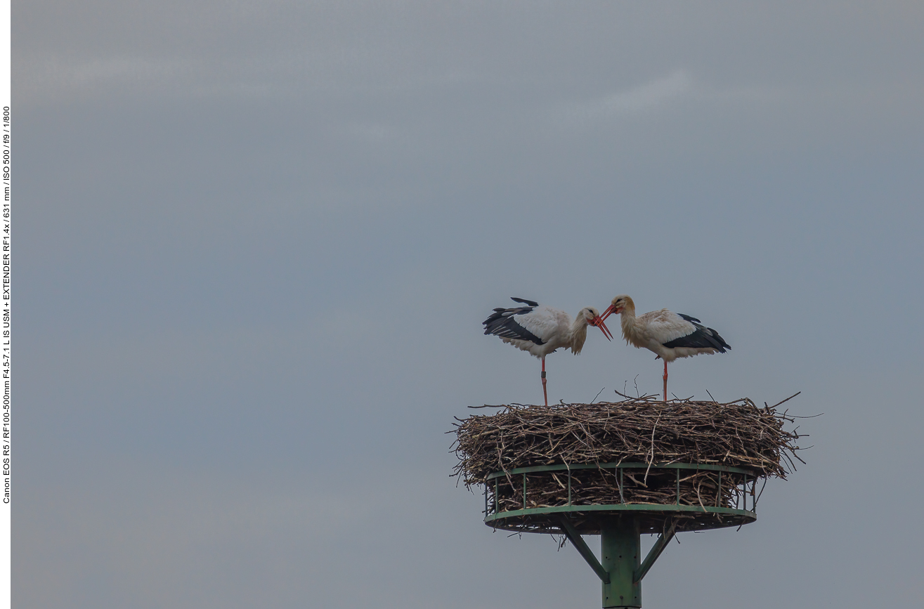Storchenpaar auf Nest #1