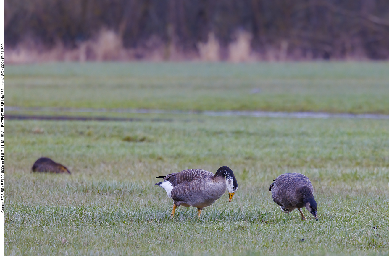 Teichralle [Gallinula cloropus]