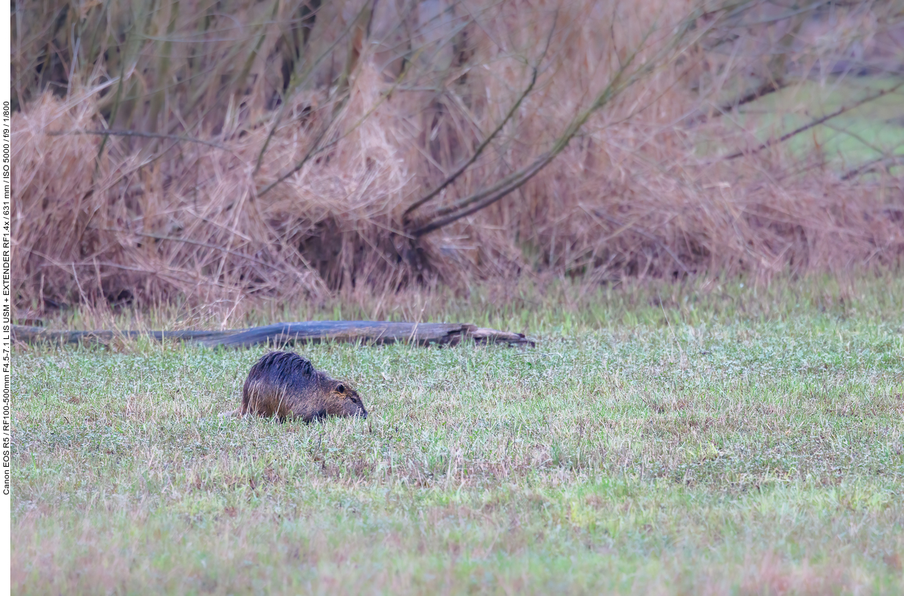 Nutria beim Fressen