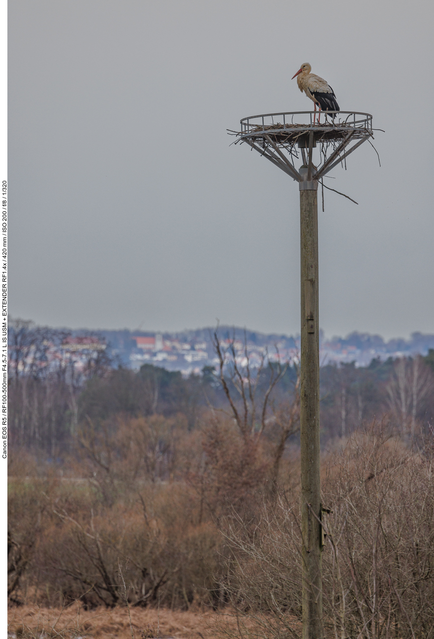 Storch auf Nest #3