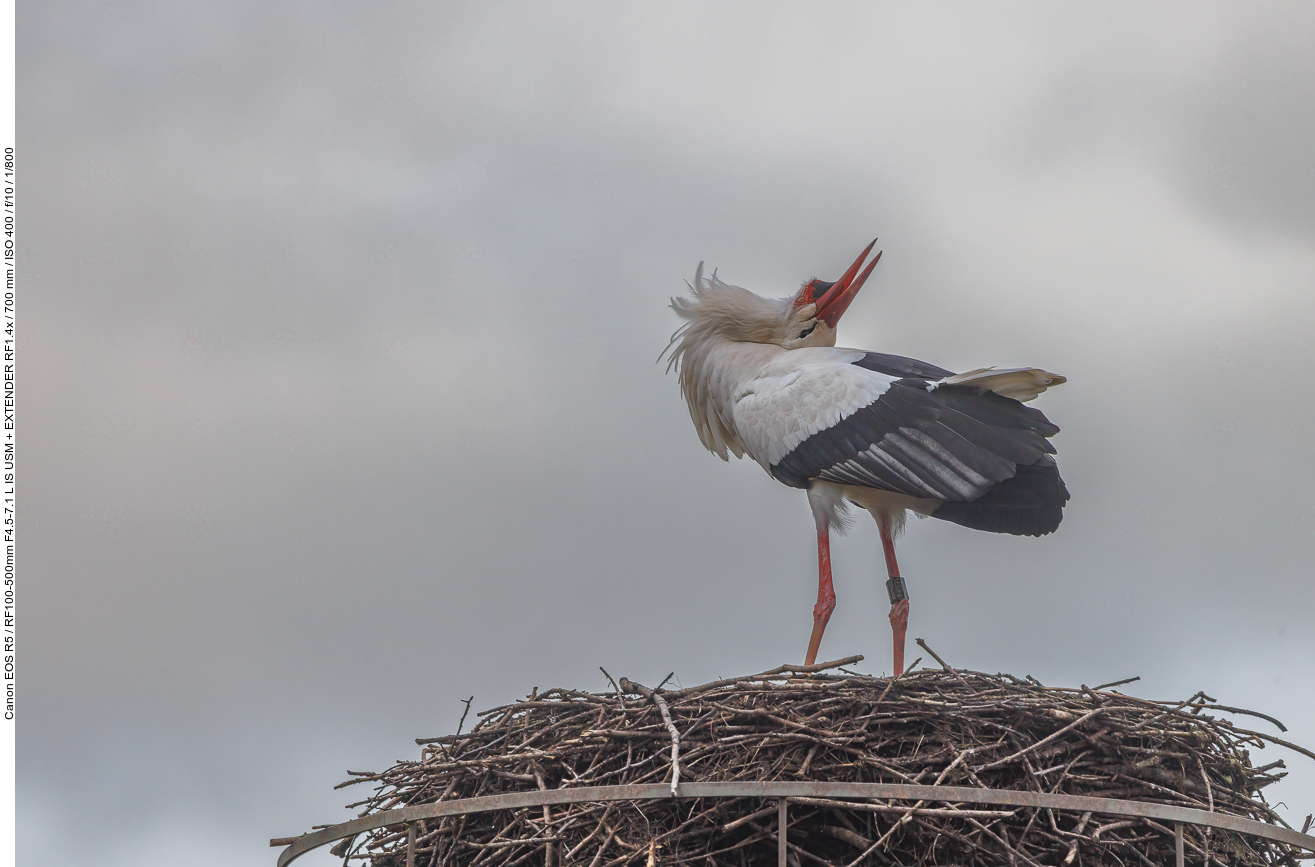 Fremder Storch auf Nest #2