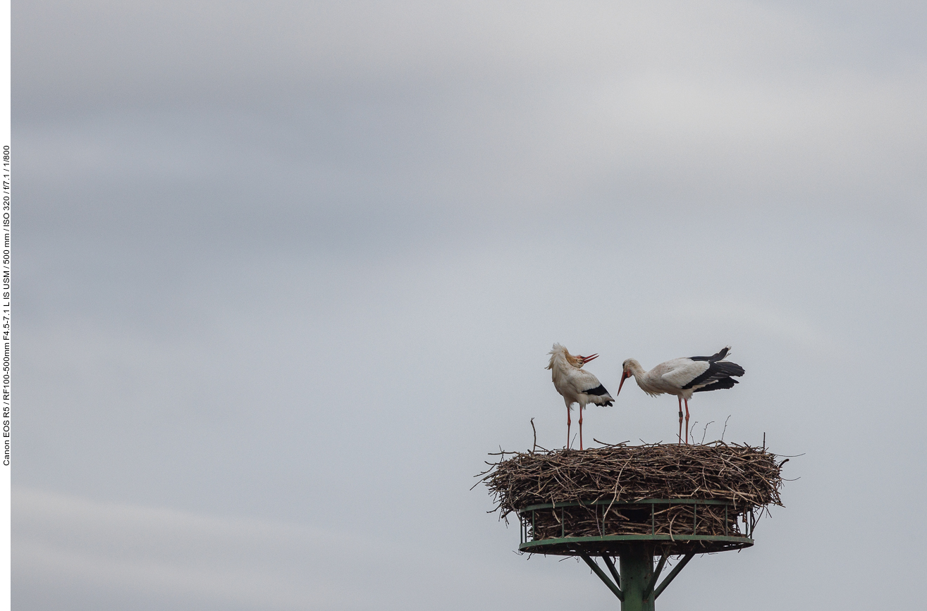 Storchenpaar auf Nest #1