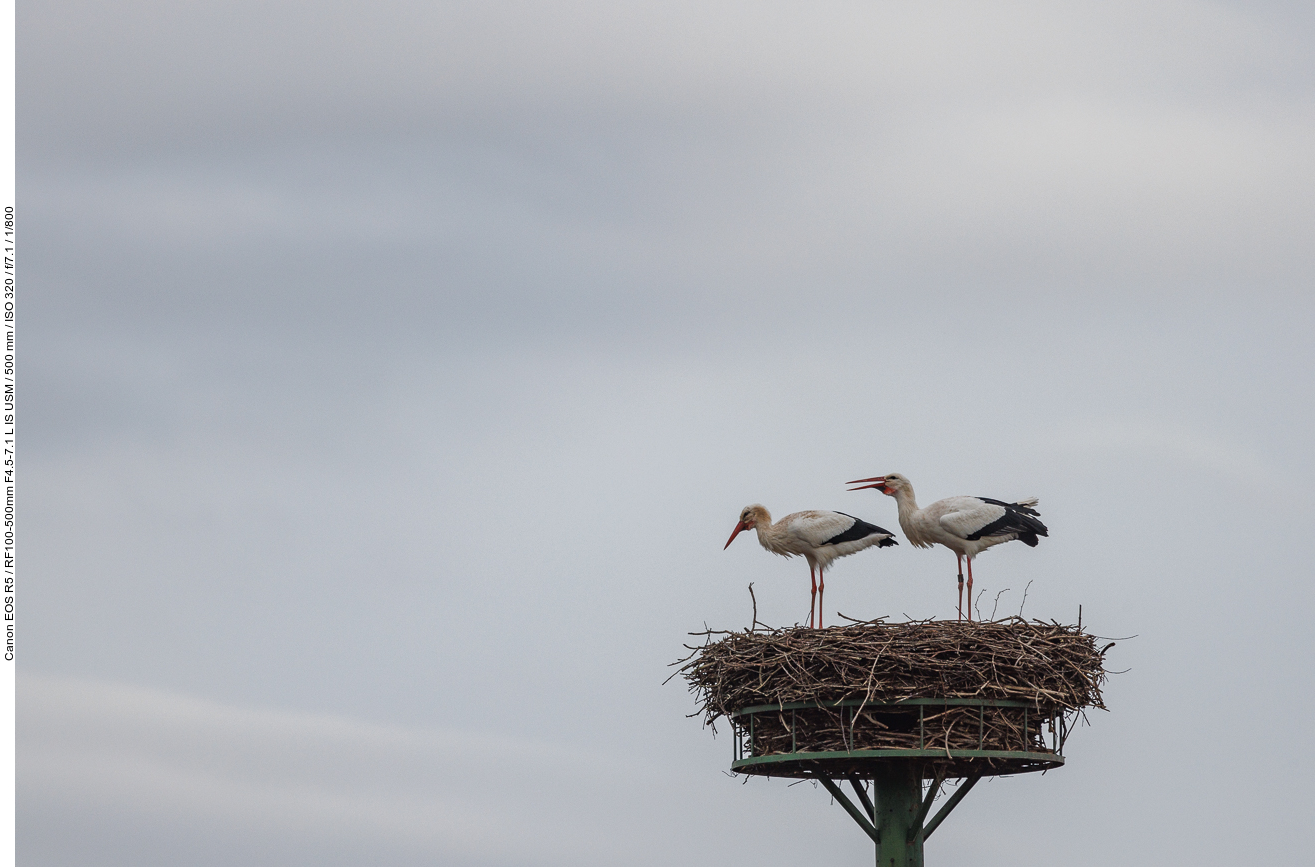 Storchenpaar auf Nest #1
