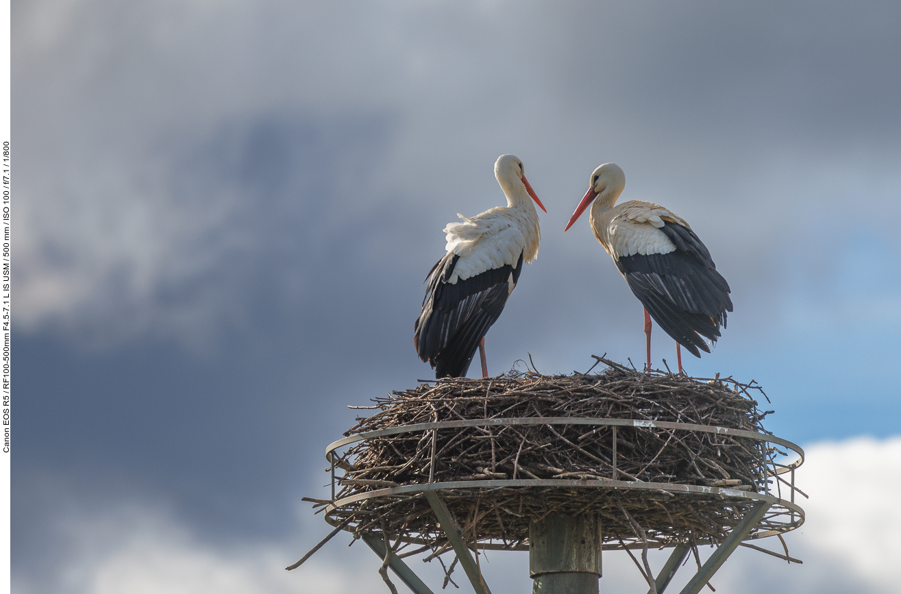 Addi (rechts) und seine Partnerin sind wieder aus dem fernen Süden zurück ;-)