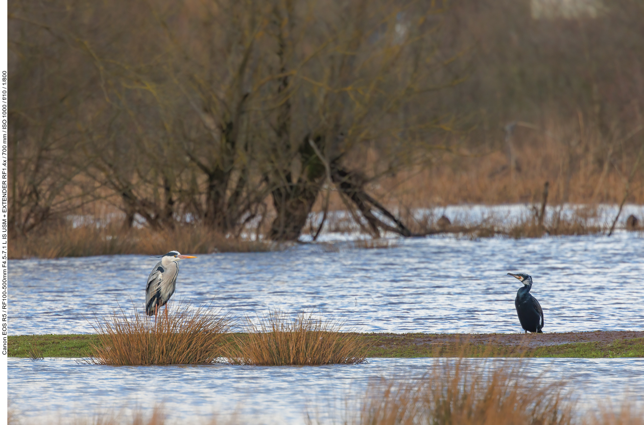 Graureiher und Kormoran