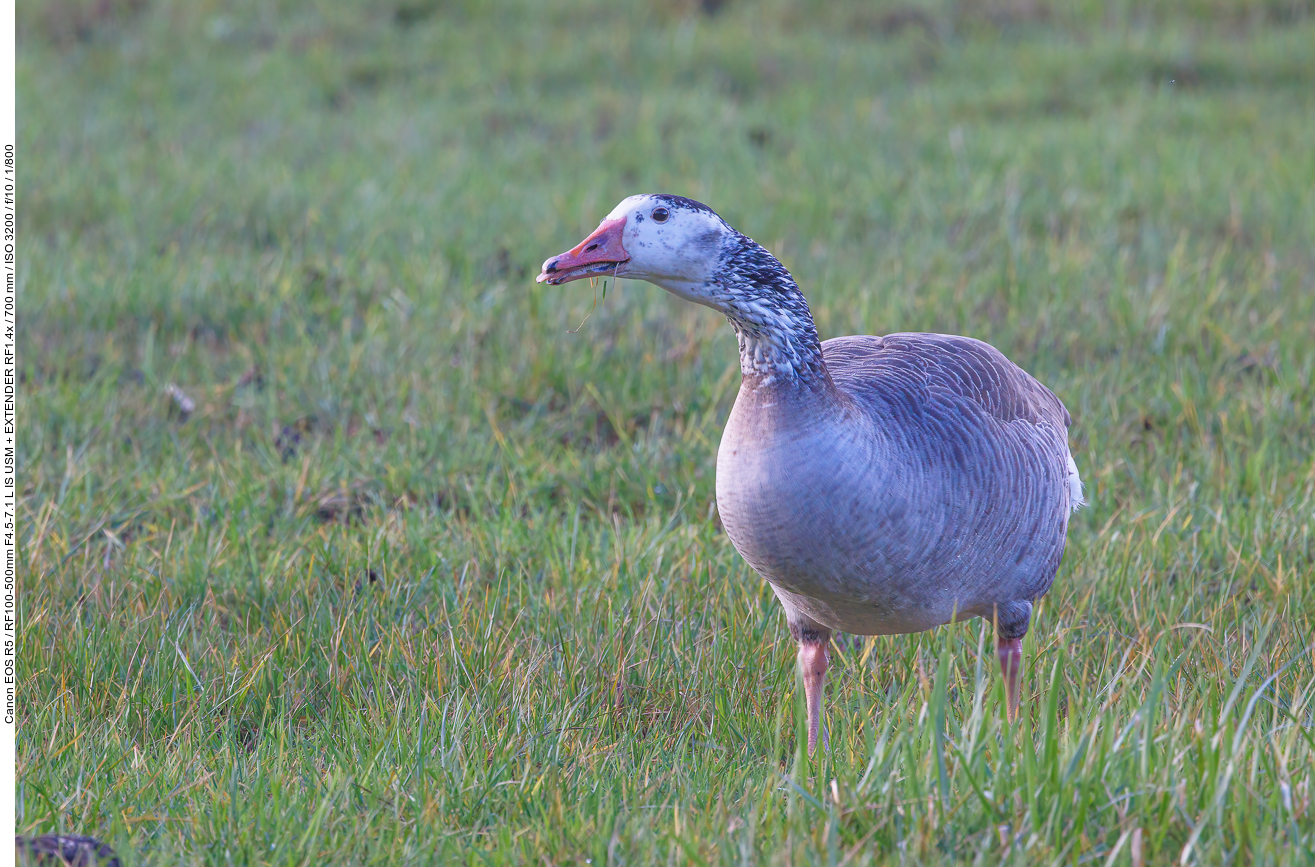 Graugans Hybrid